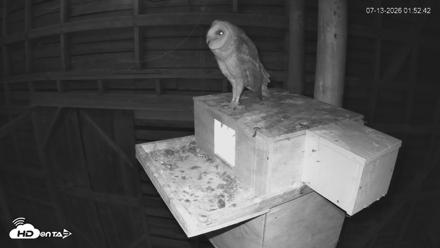 North Carolina Barn Owls Live Cam - Jul 13, 2026, 1:55am EDT