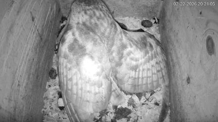 North Carolina Barn Owls Live Cam - Feb 22, 2026, 8:21pm EST