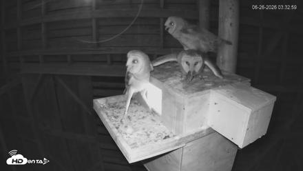 North Carolina Barn Owls Live Cam - Jun 26, 2026, 3:36am EDT