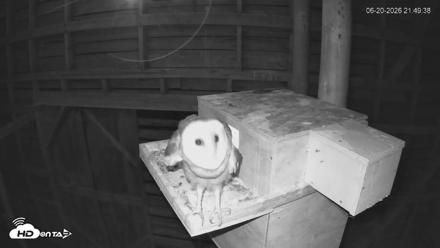 North Carolina Barn Owls Live Cam - Jun 20, 2026, 9:50pm EDT