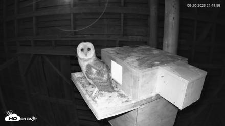 North Carolina Barn Owls Live Cam - Jun 20, 2026, 9:49pm EDT