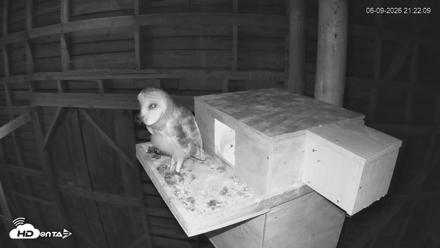 North Carolina Barn Owls Live Cam - Jun 9, 2026, 9:22pm EDT