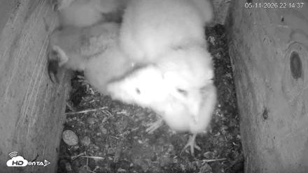 North Carolina Barn Owls Live Cam - May 11, 2026, 10:15pm EDT