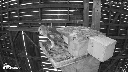 North Carolina Barn Owls Live Cam - Jul 3, 2026, 8:25pm EDT