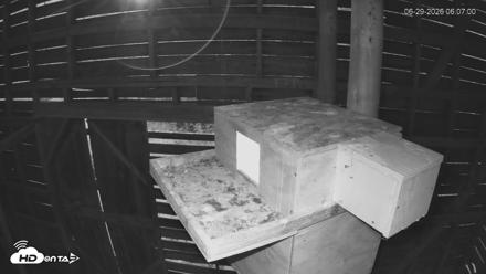 North Carolina Barn Owls Live Cam - Jun 29, 2026, 6:08am EDT