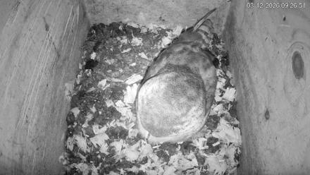 North Carolina Barn Owls Live Cam - Mar 12, 2026, 9:27am EDT