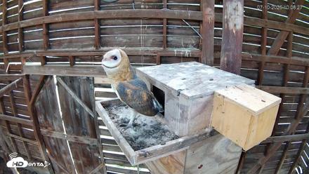 North Carolina Barn Owls Live Cam - Jul 10, 2026, 10:09am EDT