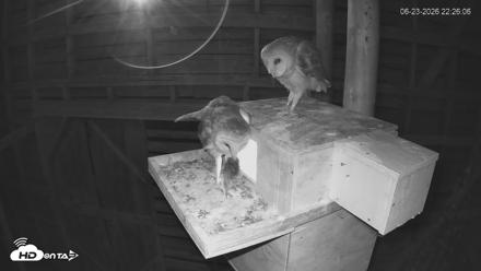 North Carolina Barn Owls Live Cam - Jun 23, 2026, 10:27pm EDT