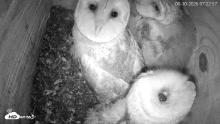 North Carolina Barn Owls Live Cam - Jun 10, 2026, 7:23am EDT