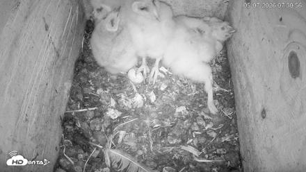 North Carolina Barn Owls Live Cam - May 7, 2026, 7:31am EDT