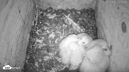 North Carolina Barn Owls Live Cam - May 3, 2026, 10:57pm EDT