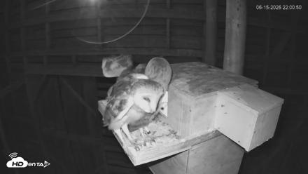 North Carolina Barn Owls Live Cam - Jun 15, 2026, 10:02pm EDT