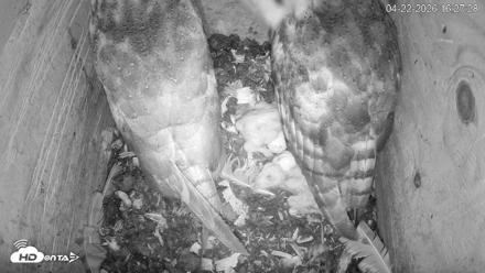 North Carolina Barn Owls Live Cam - Apr 22, 2026, 4:28pm EDT