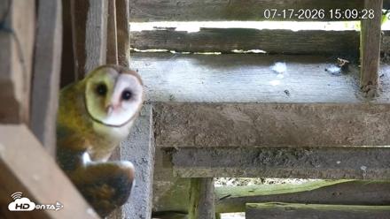 North Carolina Barn Owls Live Cam - Jul 17, 2026, 3:11pm EDT