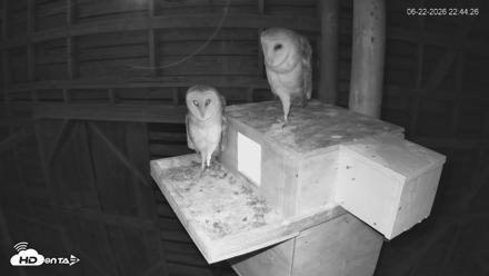 North Carolina Barn Owls Live Cam - Jun 22, 2026, 10:45pm EDT