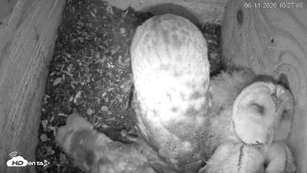 North Carolina Barn Owls Live Cam - Jun 11, 2026, 10:28am EDT