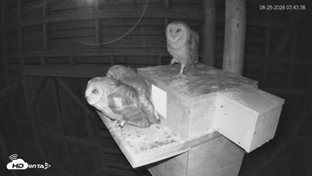 North Carolina Barn Owls Live Cam - Jun 25, 2026, 3:44am EDT