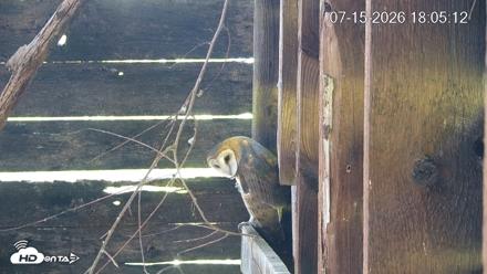 North Carolina Barn Owls Live Cam - Jul 15, 2026, 6:05pm EDT