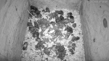 North Carolina Barn Owls Live Cam - Feb 20, 2026, 7:40am EST