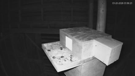 North Carolina Barn Owls Live Cam - Mar 20, 2026, 3:57am EDT