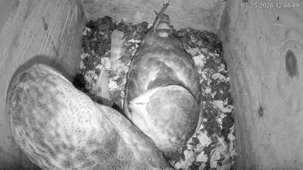 North Carolina Barn Owls Live Cam - Mar 25, 2026, 12:49pm EDT