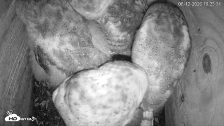 North Carolina Barn Owls Live Cam - Jun 12, 2026, 7:25pm EDT
