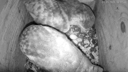 North Carolina Barn Owls Live Cam - Mar 15, 2026, 2:58pm EDT
