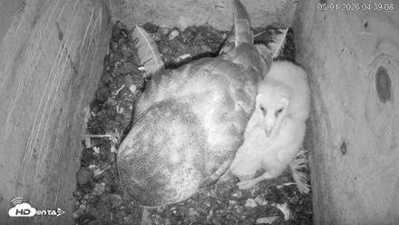 North Carolina Barn Owls Live Cam - May 1, 2026, 4:39am EDT