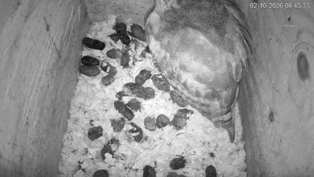 North Carolina Barn Owls Live Cam - Feb 10, 2026, 8:46am EST