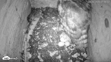North Carolina Barn Owls Live Cam - Apr 14, 2026, 7:01am EDT