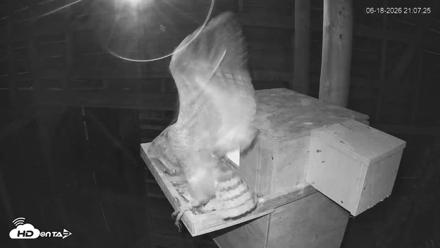 North Carolina Barn Owls Live Cam - Jun 18, 2026, 9:08pm EDT