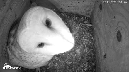 North Carolina Barn Owls Live Cam - Jul 16, 2026, 1:41pm EDT
