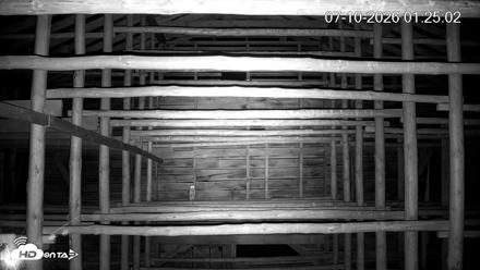 North Carolina Barn Owls Live Cam - Jul 10, 2026, 1:26am EDT