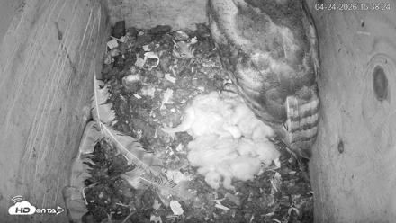 North Carolina Barn Owls Live Cam - Apr 24, 2026, 3:39pm EDT