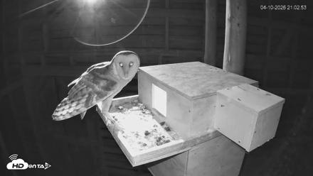 North Carolina Barn Owls Live Cam - Apr 10, 2026, 9:03pm EDT