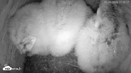 North Carolina Barn Owls Live Cam - May 25, 2026, 1:27pm EDT