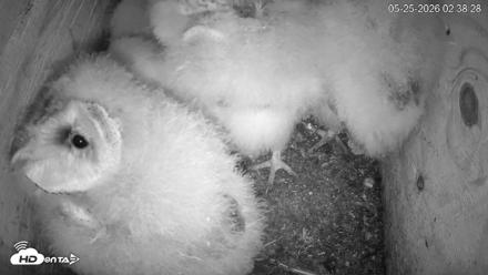North Carolina Barn Owls Live Cam - May 25, 2026, 2:39am EDT