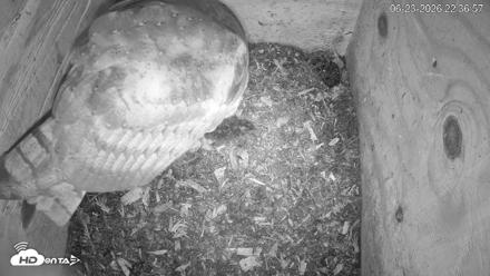 North Carolina Barn Owls Live Cam - Jun 23, 2026, 10:38pm EDT
