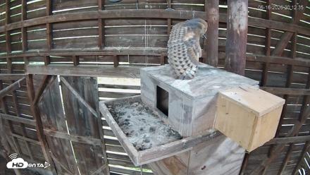 North Carolina Barn Owls Live Cam - Jun 16, 2026, 8:13pm EDT