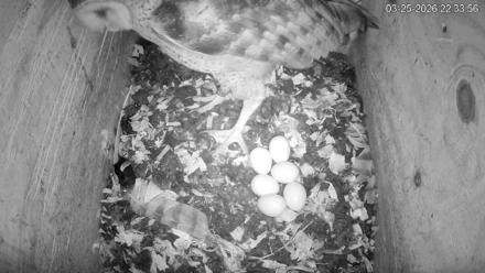 North Carolina Barn Owls Live Cam - Mar 25, 2026, 10:35pm EDT