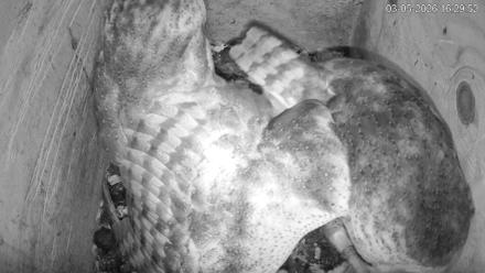 North Carolina Barn Owls Live Cam - Mar 5, 2026, 4:30pm EST