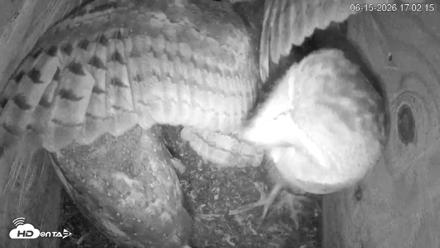 North Carolina Barn Owls Live Cam - Jun 15, 2026, 5:03pm EDT