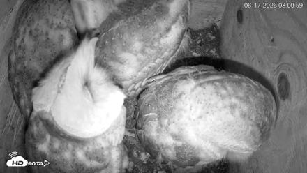 North Carolina Barn Owls Live Cam - Jun 17, 2026, 8:05am EDT