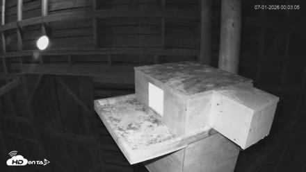 North Carolina Barn Owls Live Cam - Jul 1, 2026, 12:03am EDT