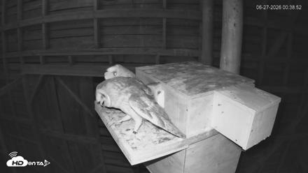 North Carolina Barn Owls Live Cam - Jun 27, 2026, 12:39am EDT