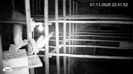 North Carolina Barn Owls Live Cam - Jul 11, 2026, 10:42pm EDT