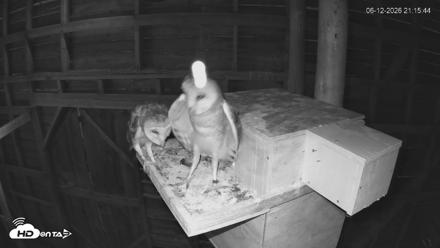 North Carolina Barn Owls Live Cam - Jun 12, 2026, 9:17pm EDT