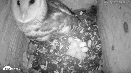 North Carolina Barn Owls Live Cam - Apr 17, 2026, 8:59pm EDT