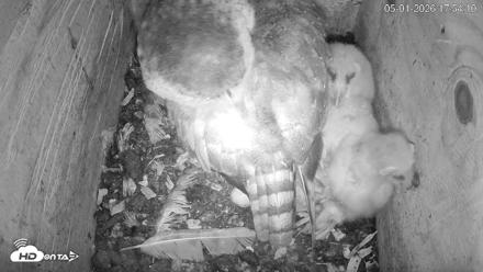 North Carolina Barn Owls Live Cam - May 1, 2026, 5:54pm EDT