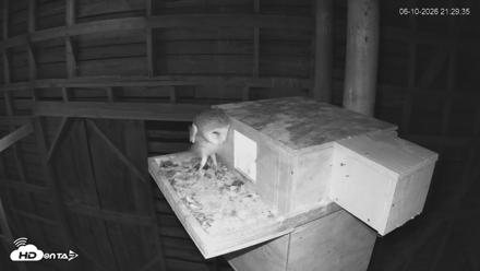 North Carolina Barn Owls Live Cam - Jun 10, 2026, 9:30pm EDT
